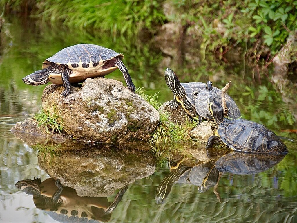 Turtle 2405058 960 720